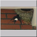 Delichon urbica - Mehlschwalbe 02.jpg